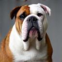 A confident Bulldog proudly posing.